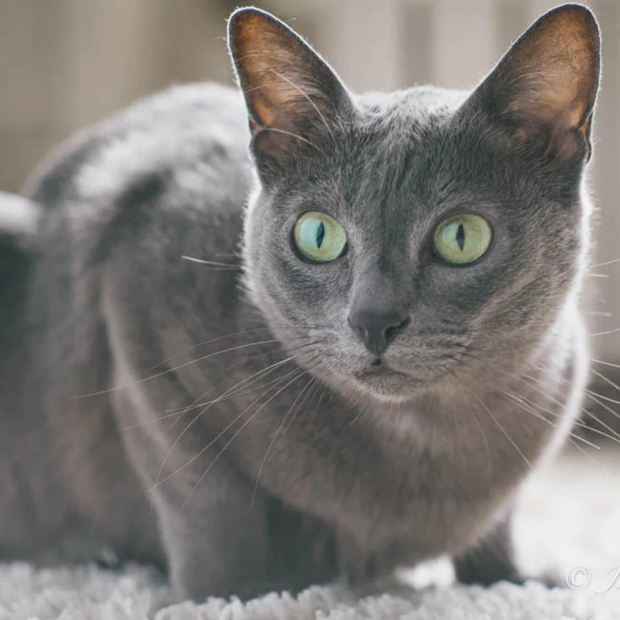 Korat