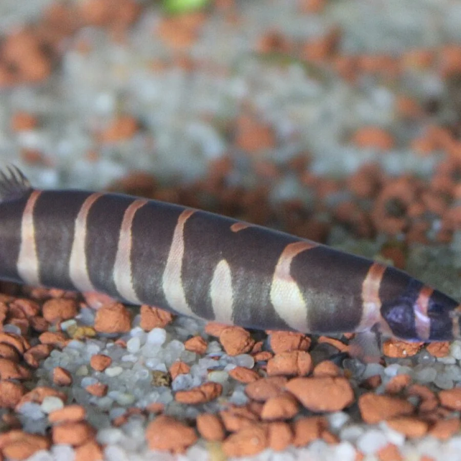 Kuhli Loach