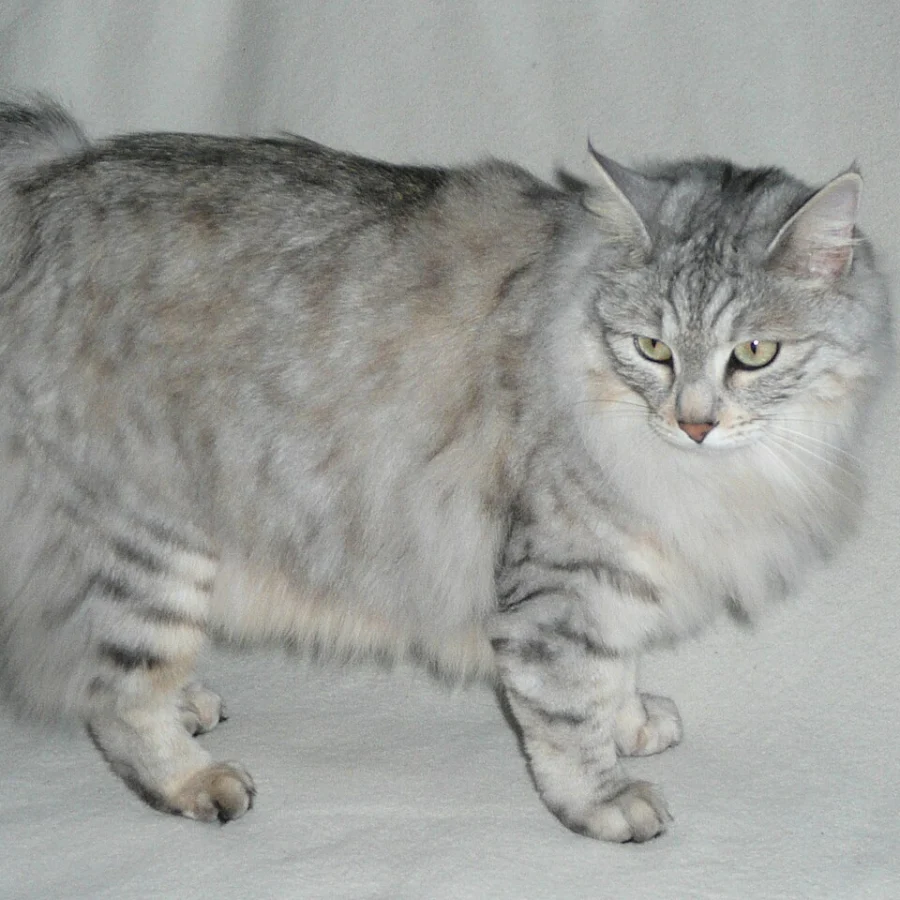Kurilian Bobtail