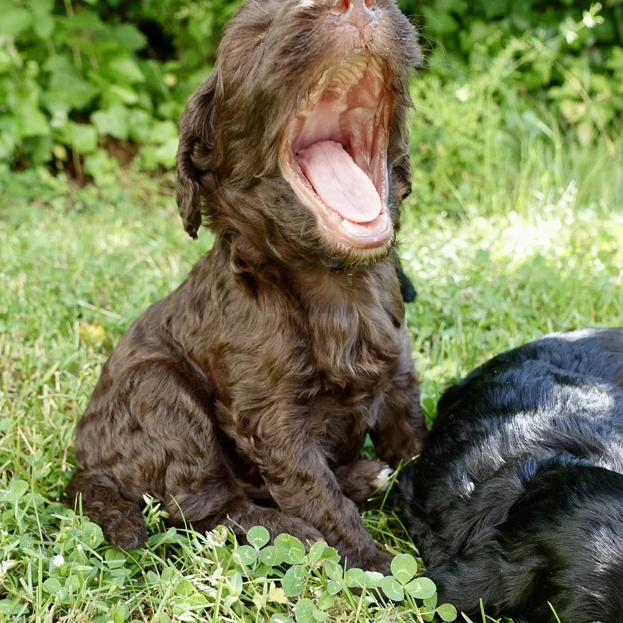 Labradoodle