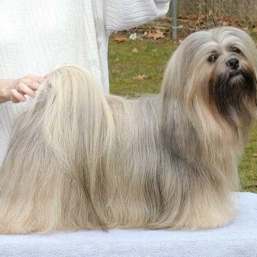 Lhasa Apso