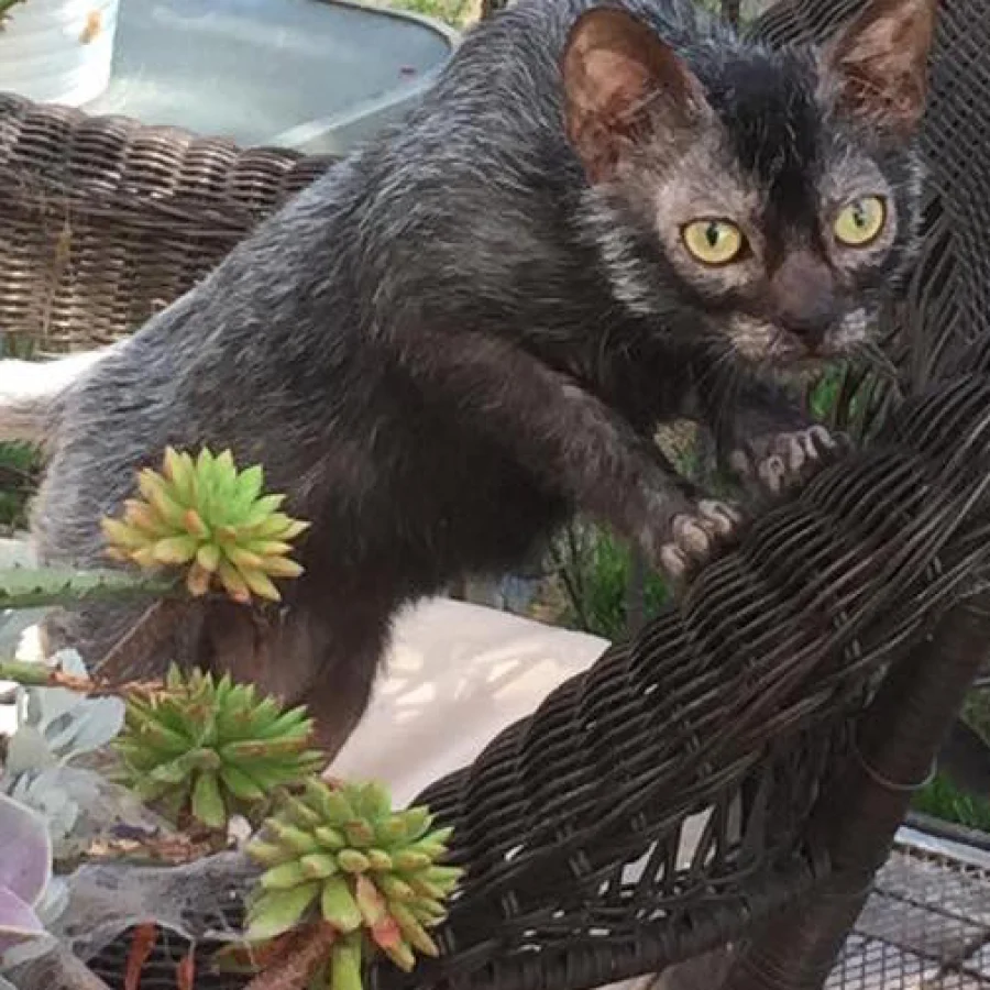 Lykoi