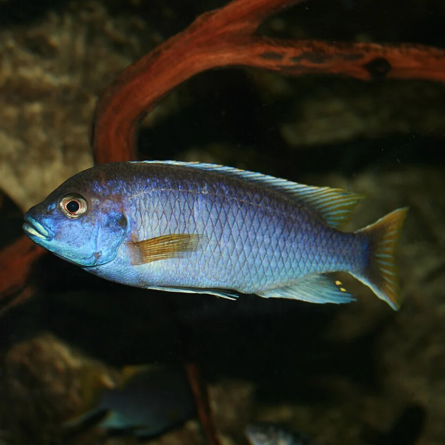 Malawi Cichlid