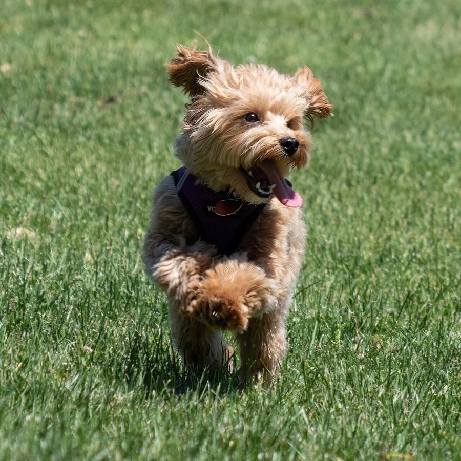 Maltipoo
