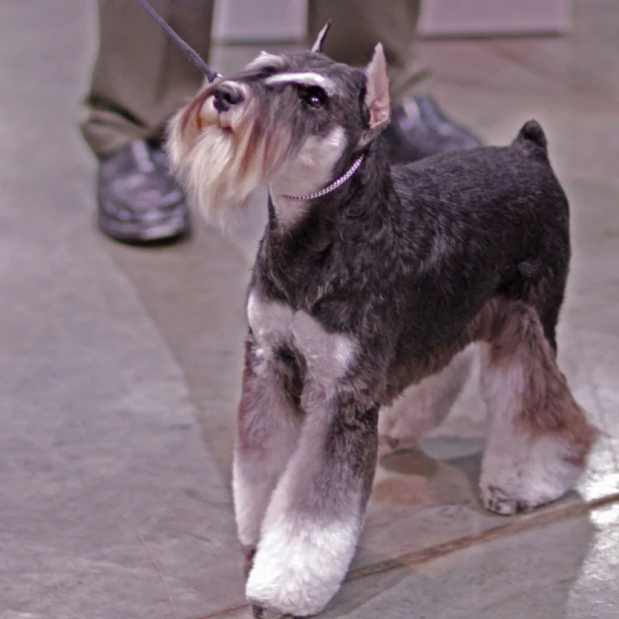 Miniature Schnauzer