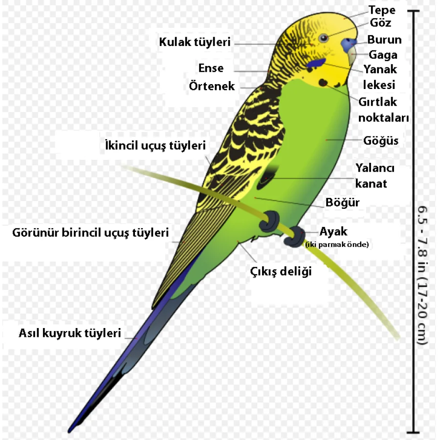 Muhabbet Kuşu