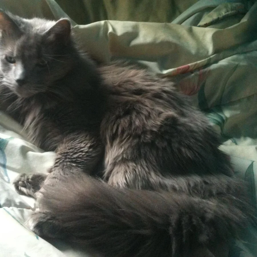 Nebelung