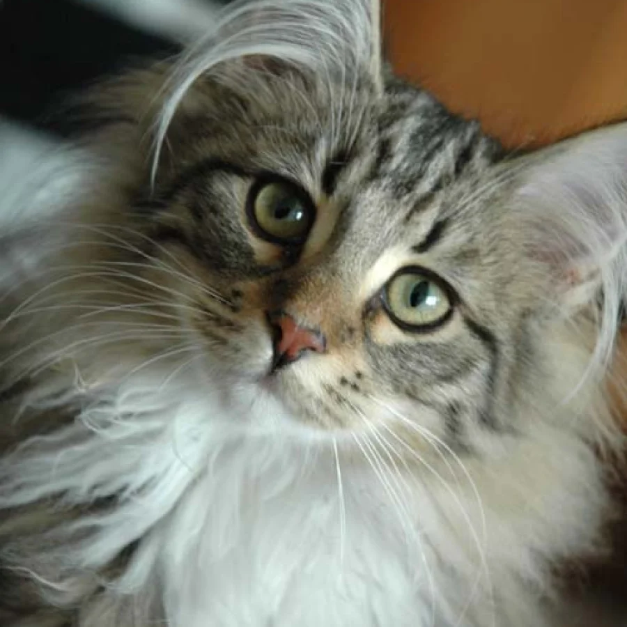 Norwegian Forest Cat