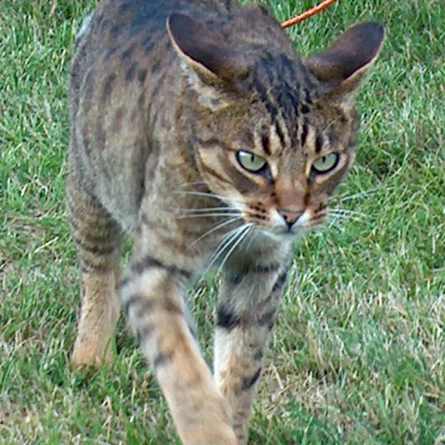 Ocicat
