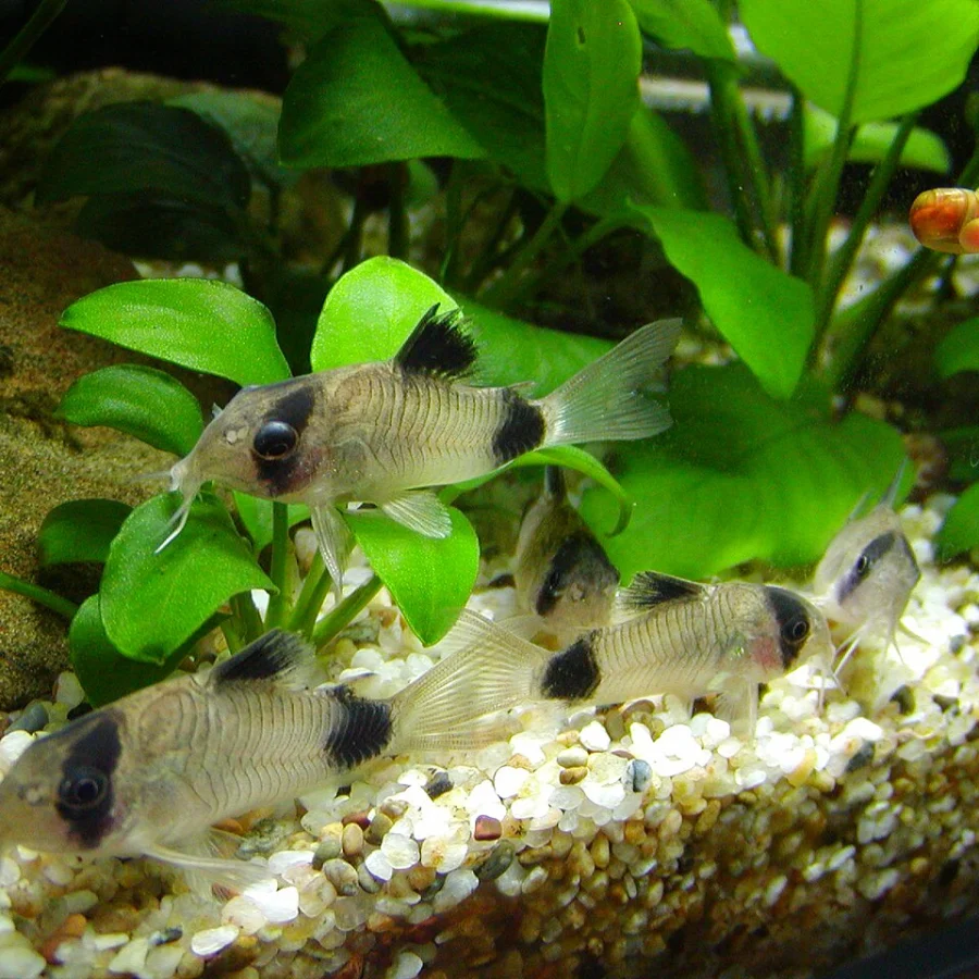 Panda Cory