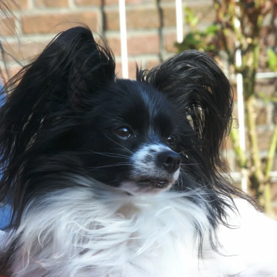 Papillon