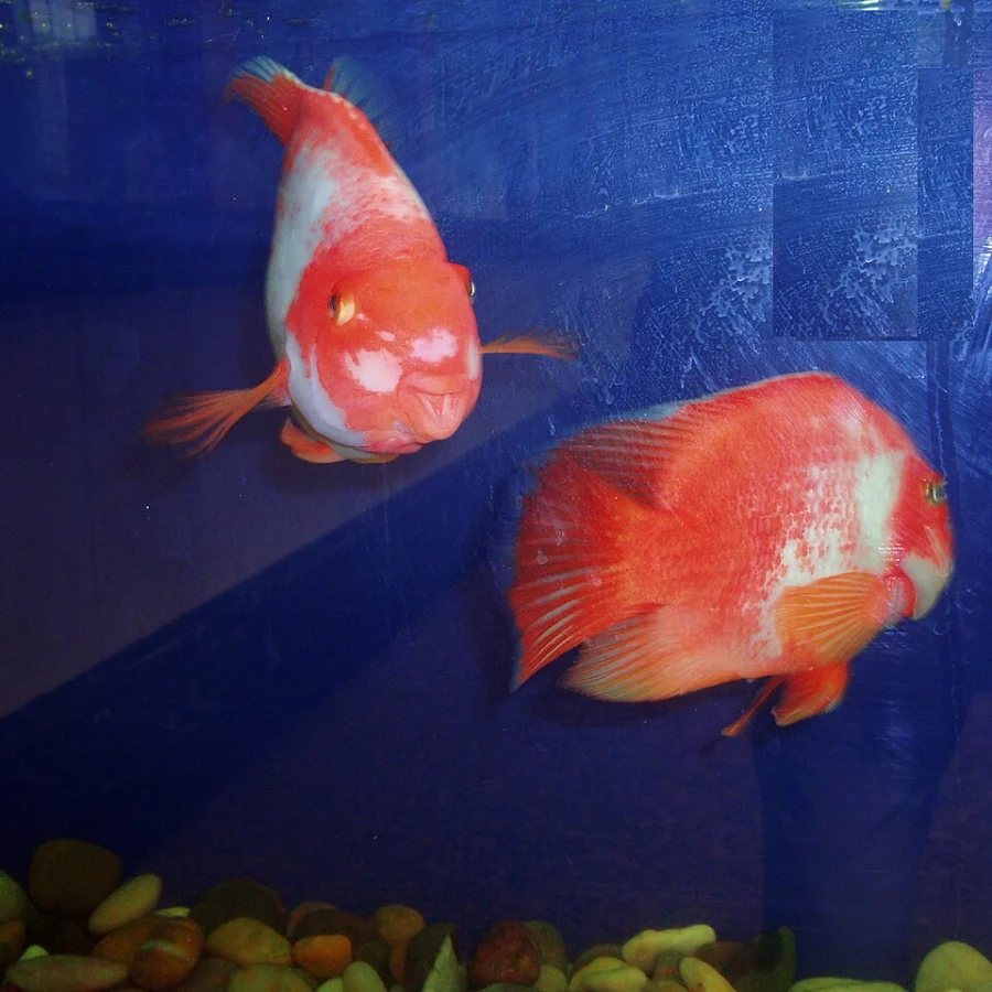 Parrot Cichlid