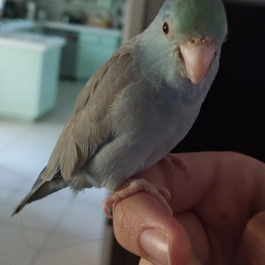 Parrotlet