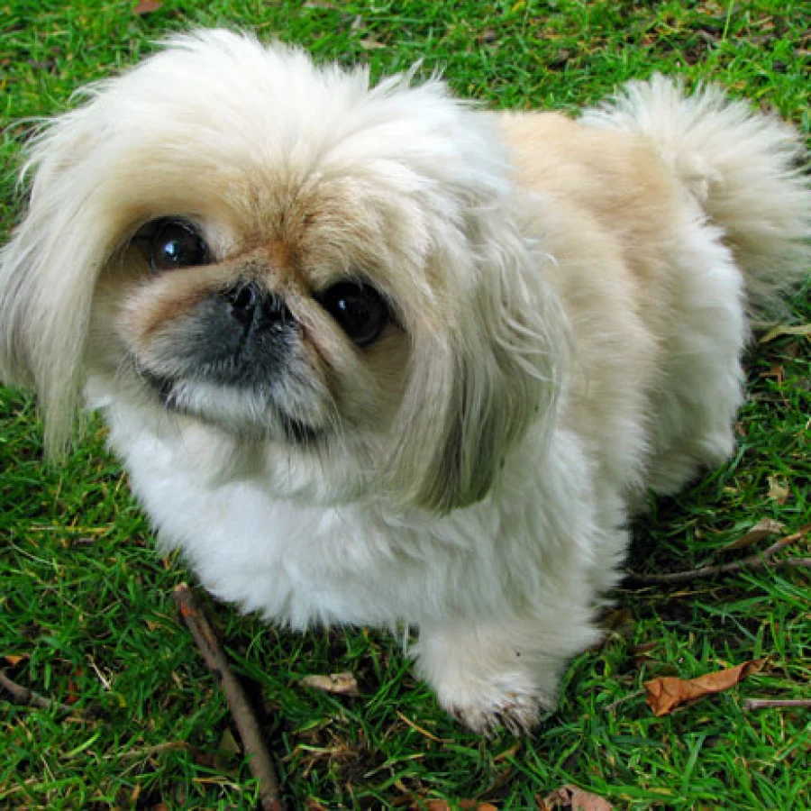 Pekingese