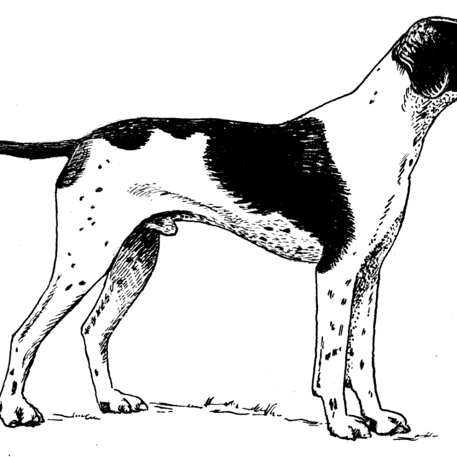 Pointer