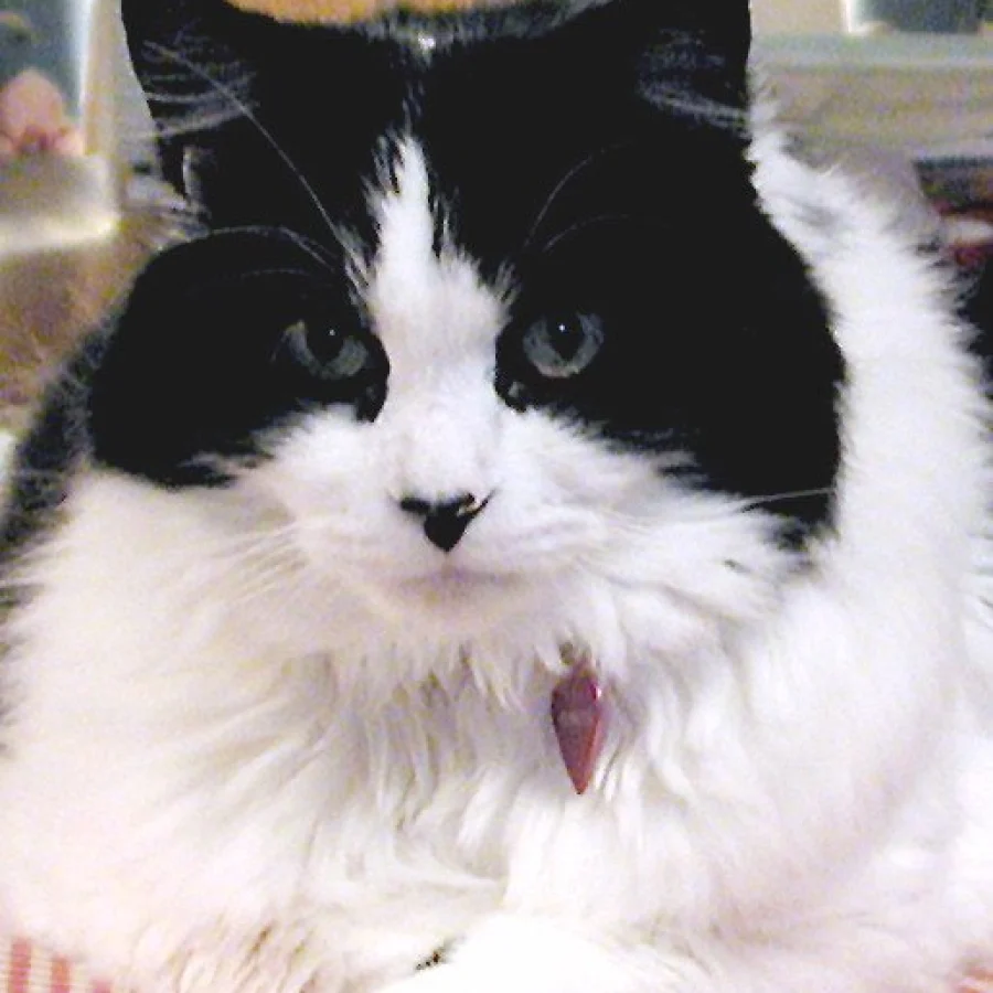 Ragamuffin