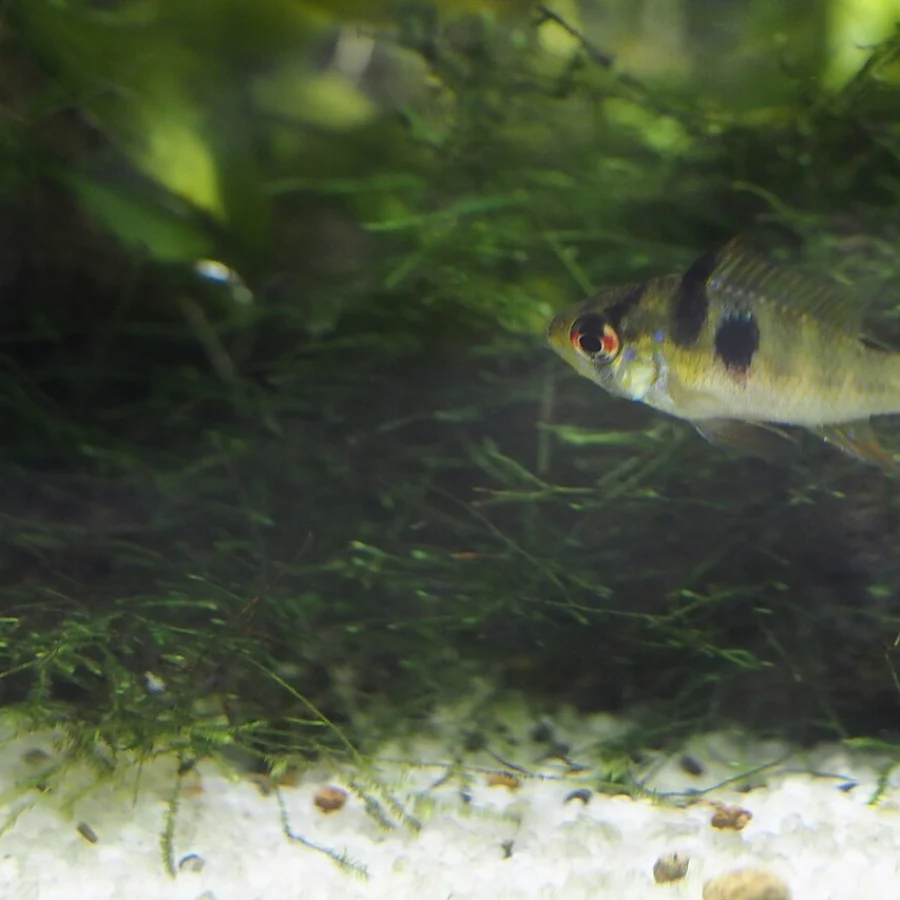 Ramirezi