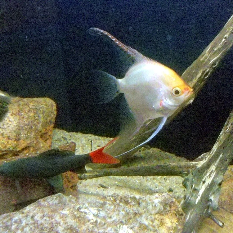 Red Tail Shark
