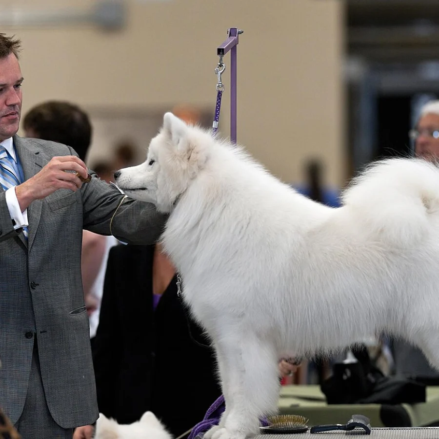 Samoyed