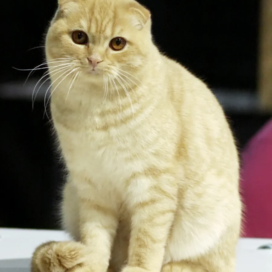 Scottish Fold