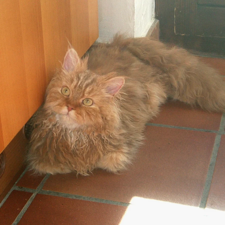 Selkirk Rex