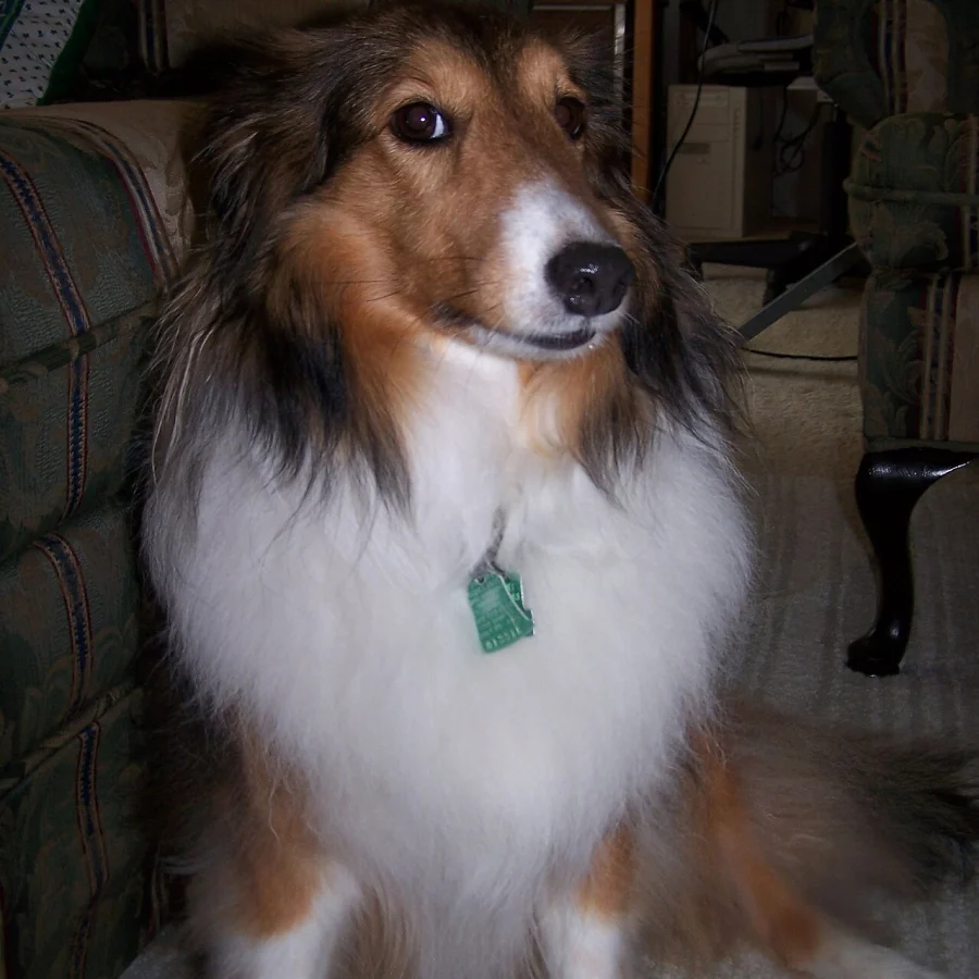Shetland Sheepdog