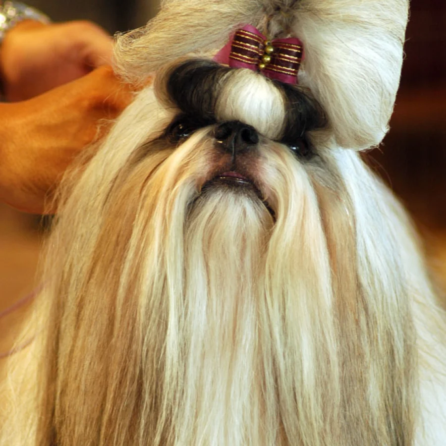 Shih Tzu