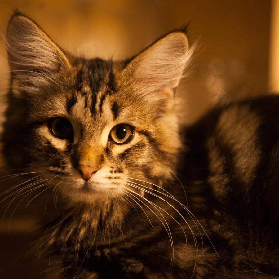 Siberian