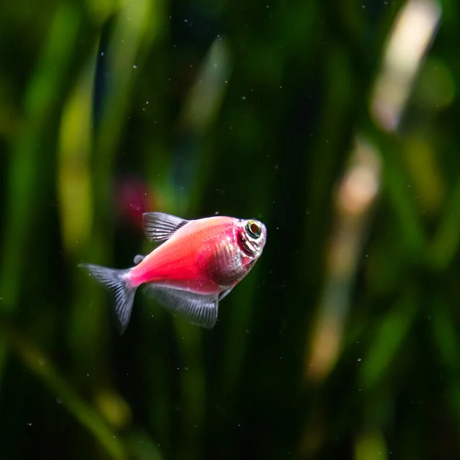 Siyah Tetra