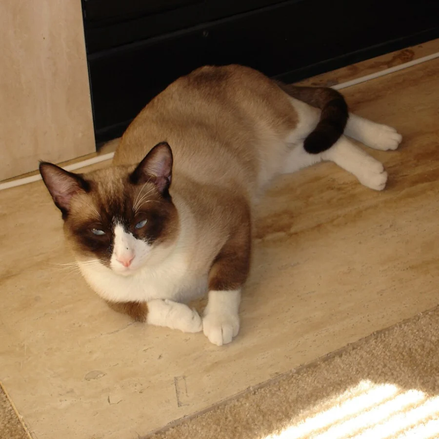 Snowshoe
