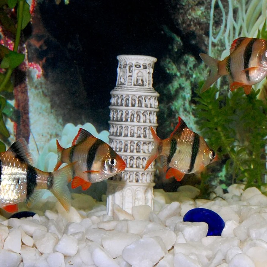 Tiger Barb