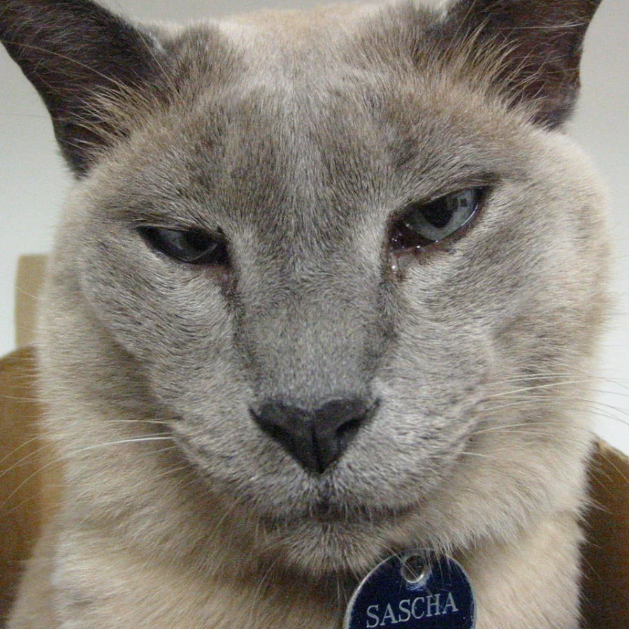 Tonkinese