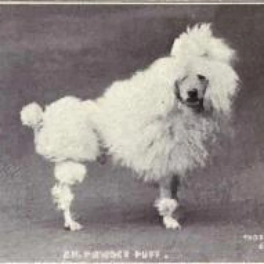 İstanbul Toy Poodle İlanları ve Rehberi