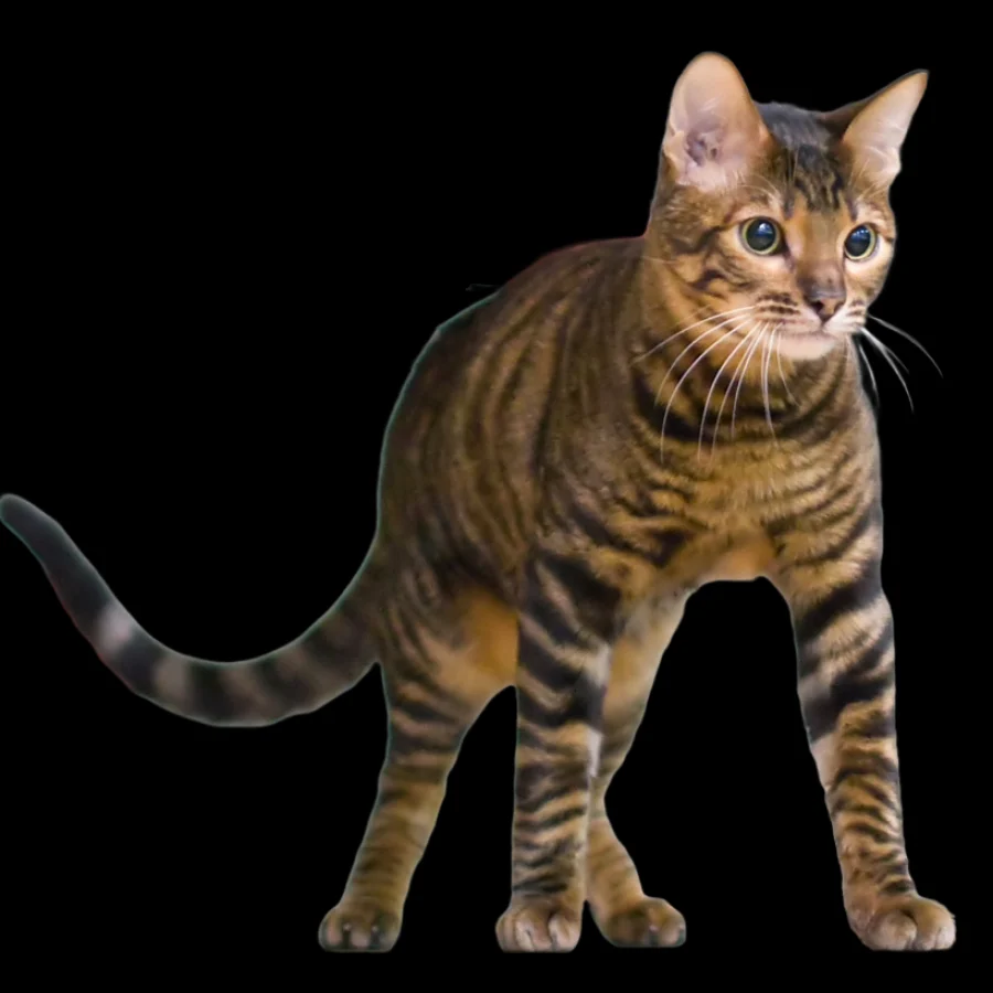 Toyger