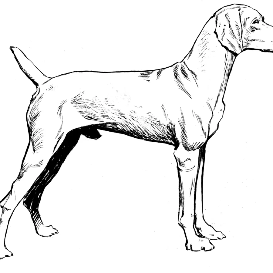 Vizsla