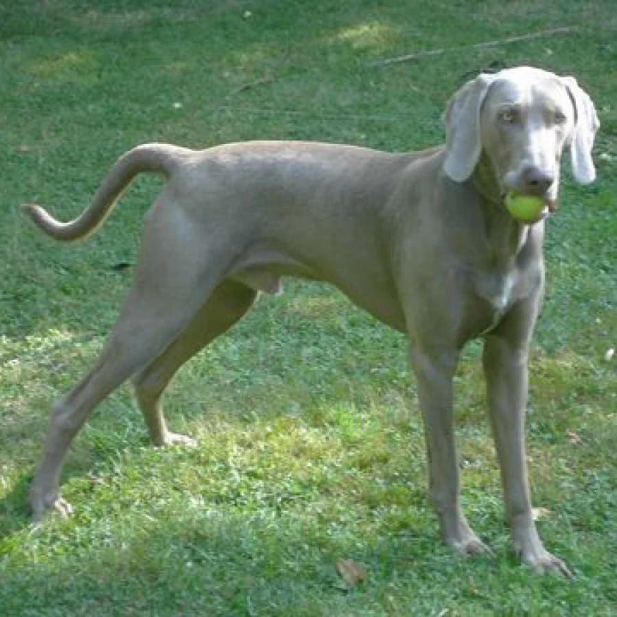 Weimaraner