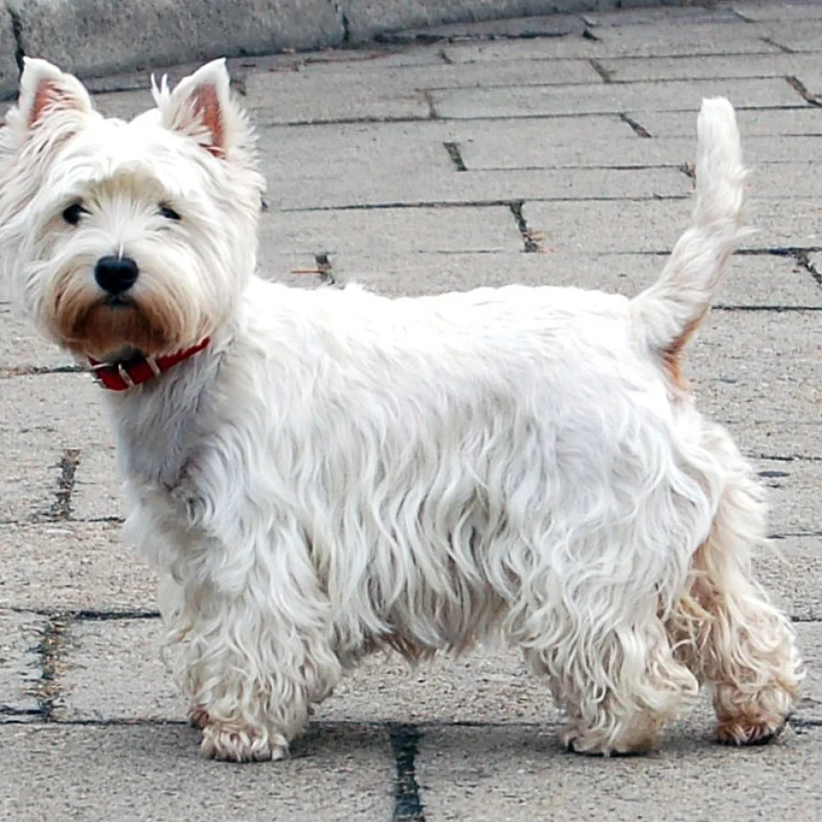 West Highland White Terrier