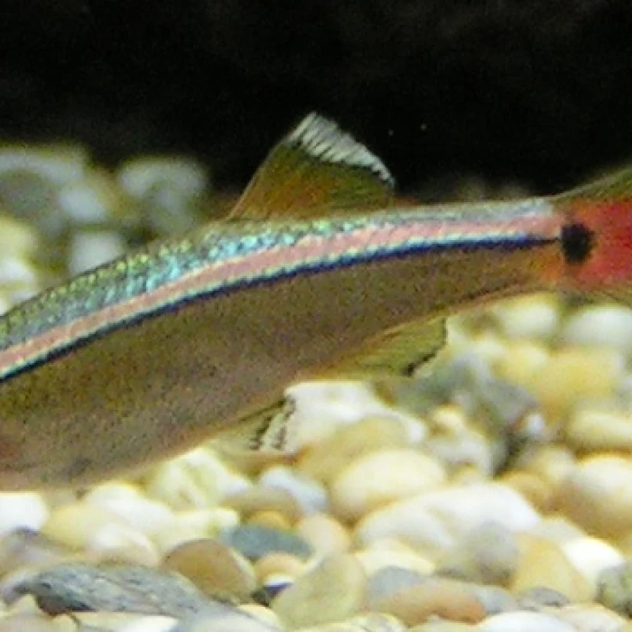 White Cloud Mountain Minnow