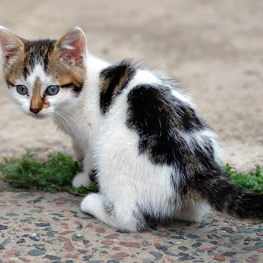 Kedi Sahiplendirme İlanları