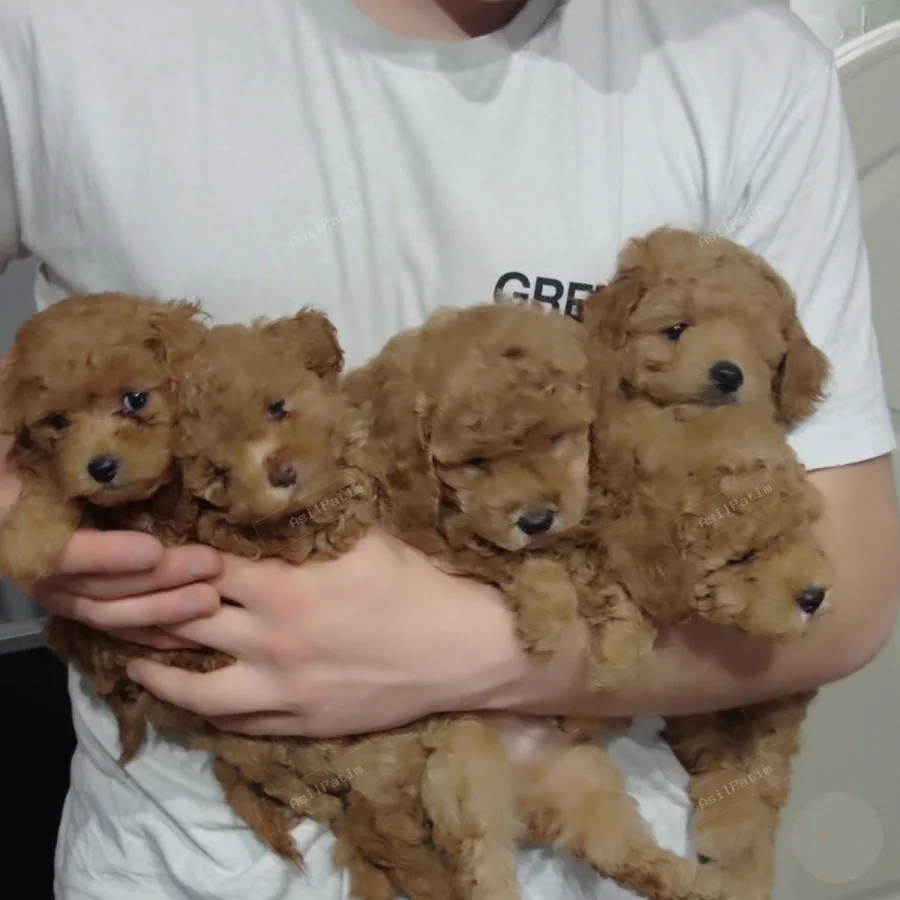 Toy Poodle satışı İstanbul